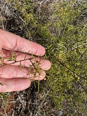 Acacia maitlandii