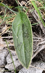 Doronicum clusii