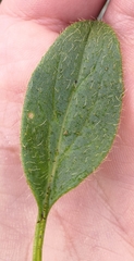 Doronicum clusii