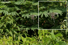 Protographium epidaus tepicus