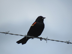 Agelaius phoeniceus caurinus