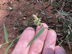 Thyridolepis mitchelliana