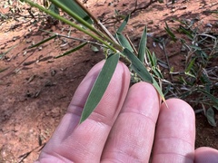 Thyridolepis mitchelliana