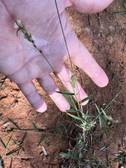 Thyridolepis mitchelliana