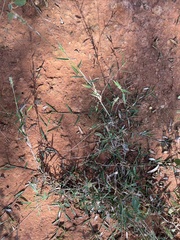 Thyridolepis mitchelliana