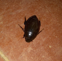 Hydrophilus insularis