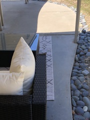 Sceloporus occidentalis