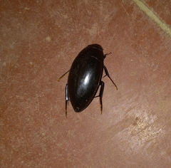 Hydrophilus insularis