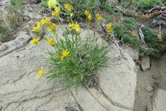 Stenotus armerioides