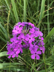 Phlox glaberrima interior