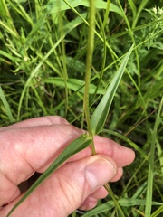 Phlox glaberrima interior