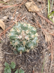 Coryphantha ottonis