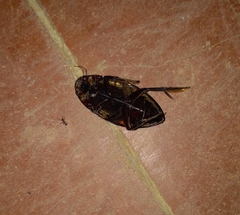 Hydrophilus insularis