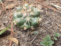 Coryphantha ottonis