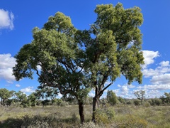 Angophora melanoxylon
