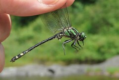Ophiogomphus anomalus