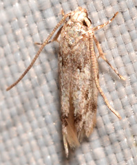 Mompha brevivittella