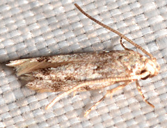 Mompha brevivittella