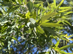 Angophora melanoxylon