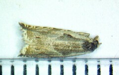 Ancylis subaequana