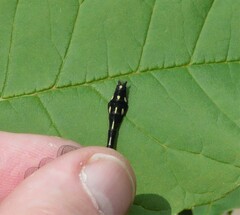 Ophiogomphus anomalus