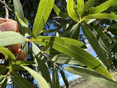 Angophora melanoxylon