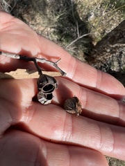 Angophora melanoxylon