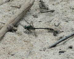 Ophiogomphus anomalus