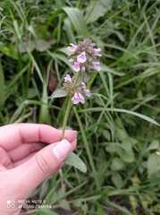Stachys agraria