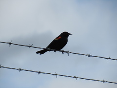 Agelaius phoeniceus caurinus