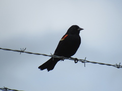 Agelaius phoeniceus caurinus