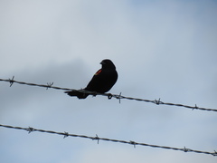 Agelaius phoeniceus caurinus