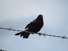 Agelaius phoeniceus caurinus