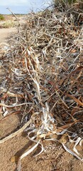 Posidonia australis
