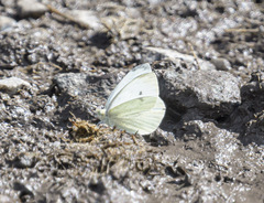 Pieris marginalis