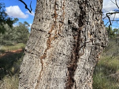 Angophora melanoxylon