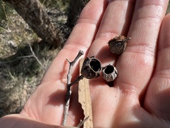 Angophora melanoxylon