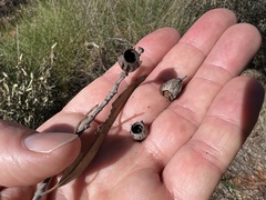 Angophora melanoxylon