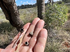Angophora melanoxylon