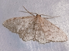 Idaea cervantaria