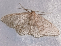 Idaea cervantaria
