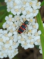 Achillea millefolium borealis