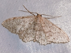 Idaea cervantaria