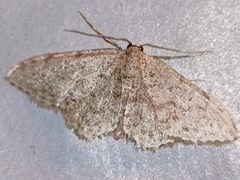 Idaea cervantaria