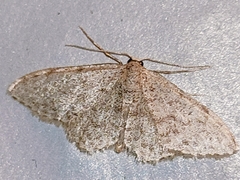 Idaea cervantaria