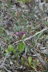 Primula frigida