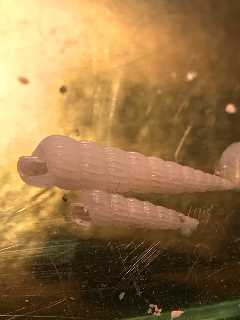 Turbonilla dalli