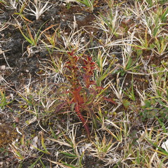 Pedicularis flammea