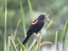 Agelaius phoeniceus caurinus