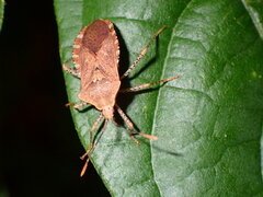 Anasa repetita